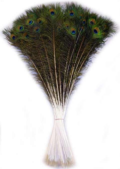 Pfaufedern ca 75/90 cm- 100 Stck im Bund