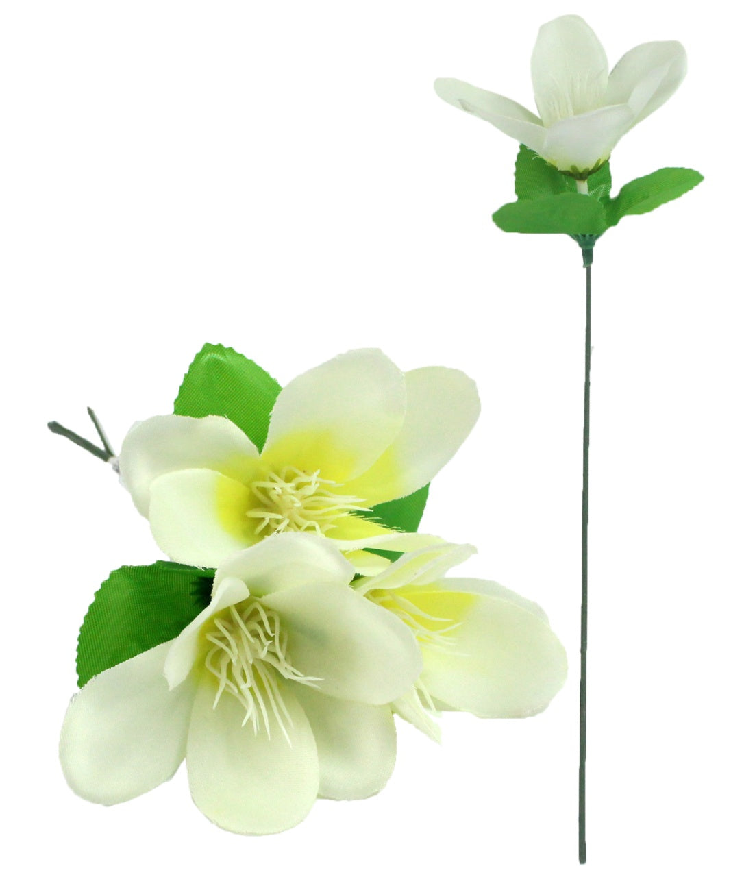 Magnolie ca 25cm